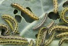 Geraniumgarden-pests-and-diseases-6.jpg; ?>