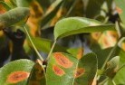 Geraniumgarden-pests-and-diseases-8.jpg; ?>